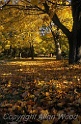 Fall Trees NE2801